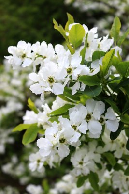 Exochorda racemosa - hroznovec hroznatý - květy